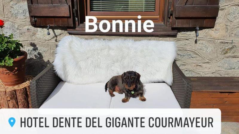 Hotel Dente Del Gigante Courmayeur Bagian luar foto